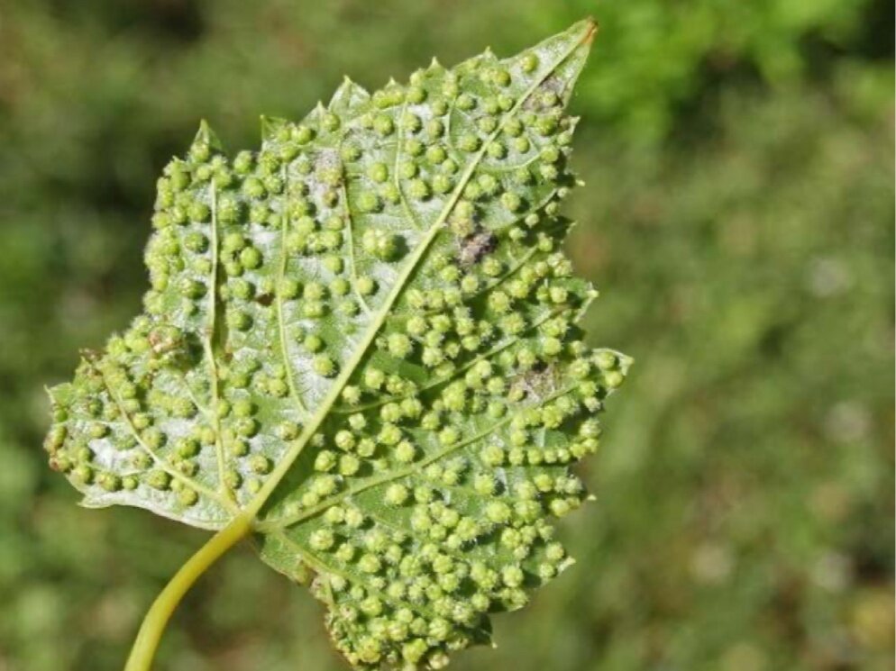phylloxera vastatrix