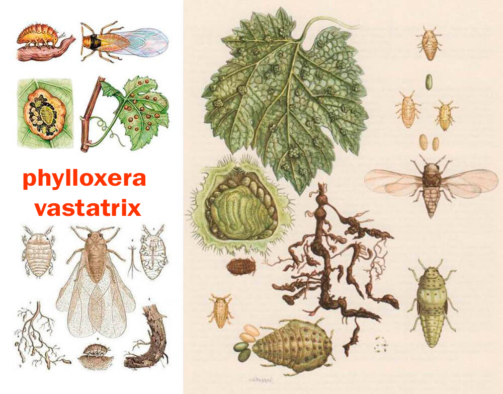 phylloxera vastatrix