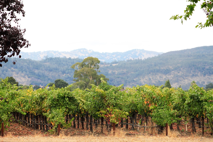 California vineyards